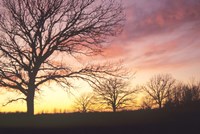 Sunset And Tree Silhouettes I Fine Art Print