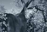 Morning Shadows Fine Art Print