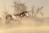 Misty River Horse Fine Art Print
