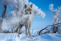 Frosted Fine Art Print