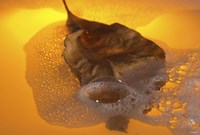 Floating Fall Leaf I Fine Art Print