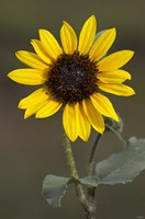 Sunflower On Stem Fine Art Print