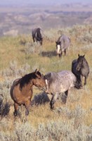Wild Horses13 Fine Art Print