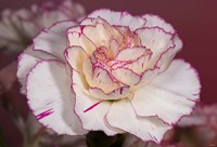 Pink And White Carnation Fine Art Print