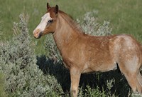 Wildhorses 4 Fine Art Print