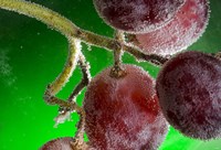 Grapes Covered With Water Drops Fine Art Print