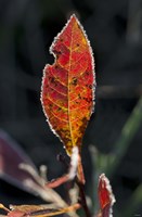 Red Fall Leaf Closeup Fine Art Print