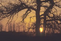 Sunset And Tree Silhouettes III Fine Art Print