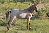 Wildhorses 15 Fine Art Print