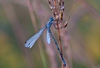 Blue Dragonfly On Stem Fine Art Print
