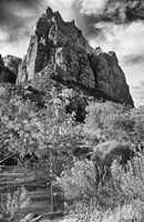 Zion 5 Fine Art Print