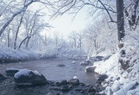 Buffalo River Snow 45 Fine Art Print