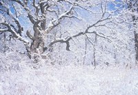 Snow Terrain Tree IV Fine Art Print