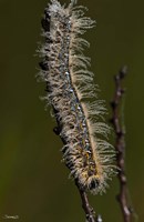 Blue Caterpillar On Branch Fine Art Print