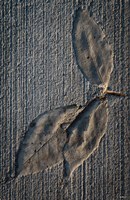 Cement Autumn 1336 Fine Art Print