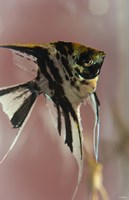 Angel Fish IX Fine Art Print
