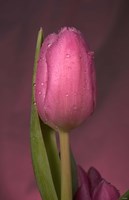 Pink Tulip And Stem Fine Art Print