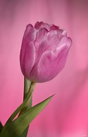 Pink Tulip On Pink Fine Art Print