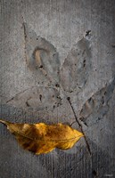 Cement Autumn 1295 Fine Art Print