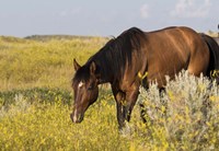 Horse Grazing In Yellow And White Field Fine Art Print