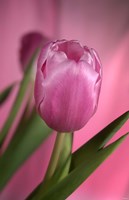 Pink Tulip And Stem On Pink Fine Art Print