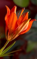Yellow Sunflower Petals Closeup Fine Art Print