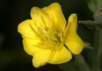 Yellow Flower Closeup Fine Art Print