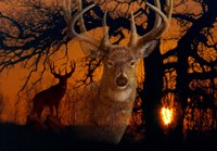 Silhouettes Of Autumn Fine Art Print