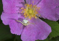 North Shore Insect On Pink Flower Fine Art Print