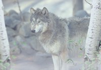 Wolf In The Mist Fine Art Print