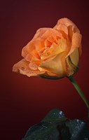 Orang Rose On Red Glow Fine Art Print