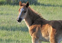 Wildhorses 5 Fine Art Print