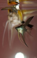 Angel Fish VI Fine Art Print