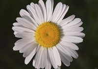 North Shore White Gerber Daisy Fine Art Print