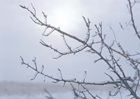 Blue Sky And Frosted Branch I Fine Art Print
