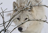 Zoo Wolf 1 Fine Art Print