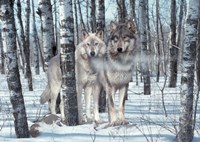 Snow Shadows Fine Art Print