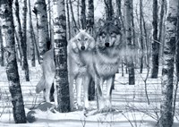 Snow Shadows Silvertones Fine Art Print