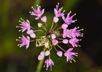 Pink Small Flower Buds Fine Art Print