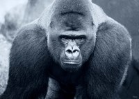 Gorilla Fine Art Print