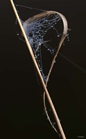 Web On Brown Grass Blade Fine Art Print