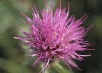 Magenta Flower Bloom 48 Fine Art Print