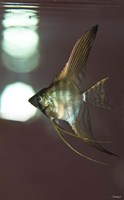 Angel Fish XI Fine Art Print