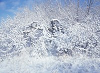 Snow Terrain Tree I Fine Art Print