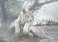 Lazy Days Fine Art Print