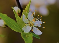 White Flower Bloom And Buds Fine Art Print