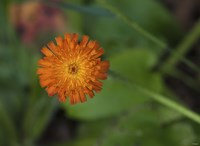 North Shore Orange Flower Fine Art Print