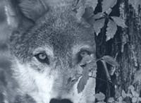 At First Sight Fine Art Print