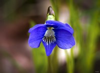 Blue Hanging Flower And Petals Fine Art Print