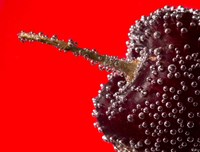 Cherry Covered In Water Drops II Fine Art Print